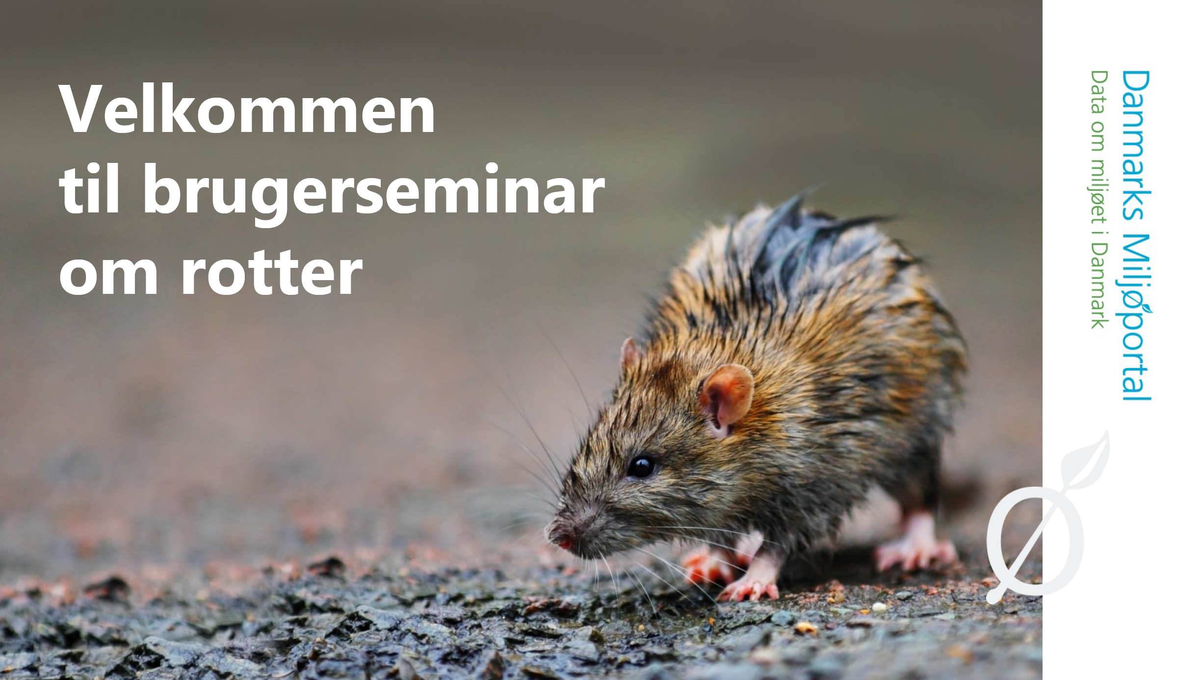 Præsentation Rotter.png